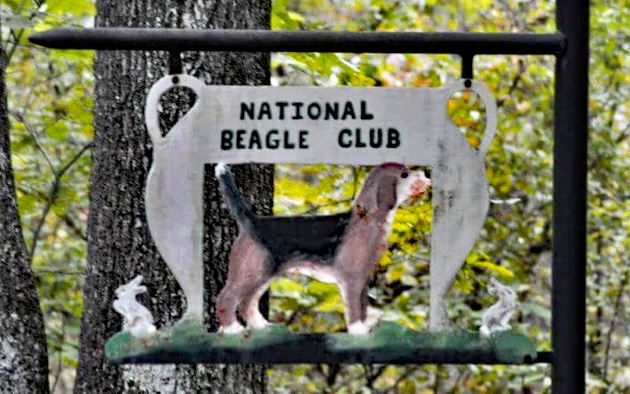 what is a beagle club? 2