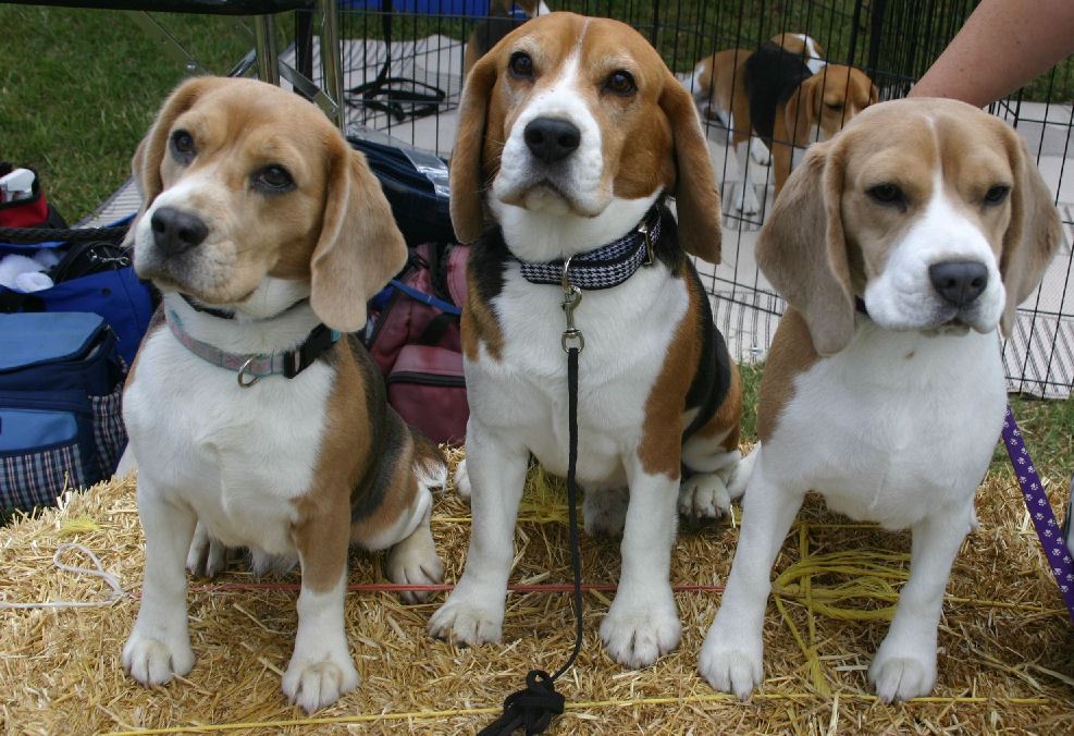 what is a beagle club?