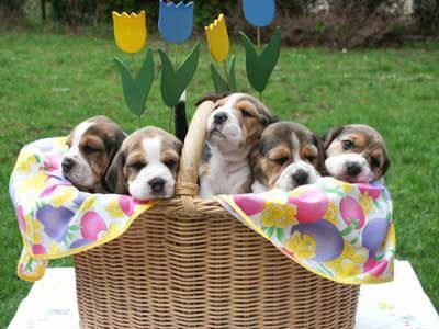 beagle puppies for sale north east